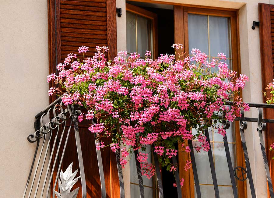 B&B familiare Opi La Sosta, primo piano dei fiori sul balcone con persiane in legno e dettagli autentici.