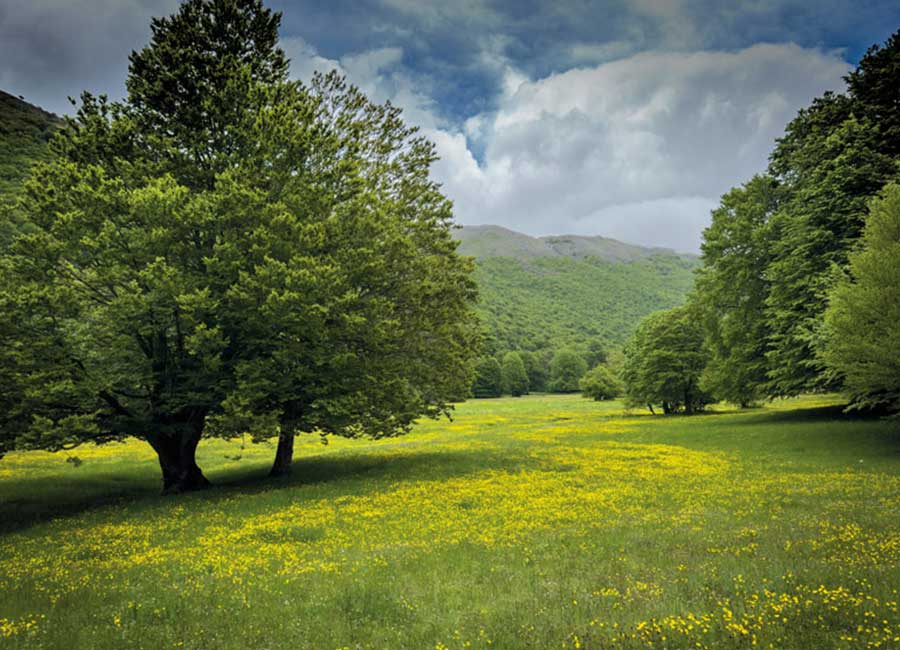 Cosa fare a Opi in primavera, paesaggio del Parco Nazionale d’Abruzzo con prato fiorito, boschi e natura.